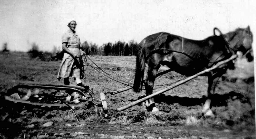 Mökinahon Alma karhitsemassa