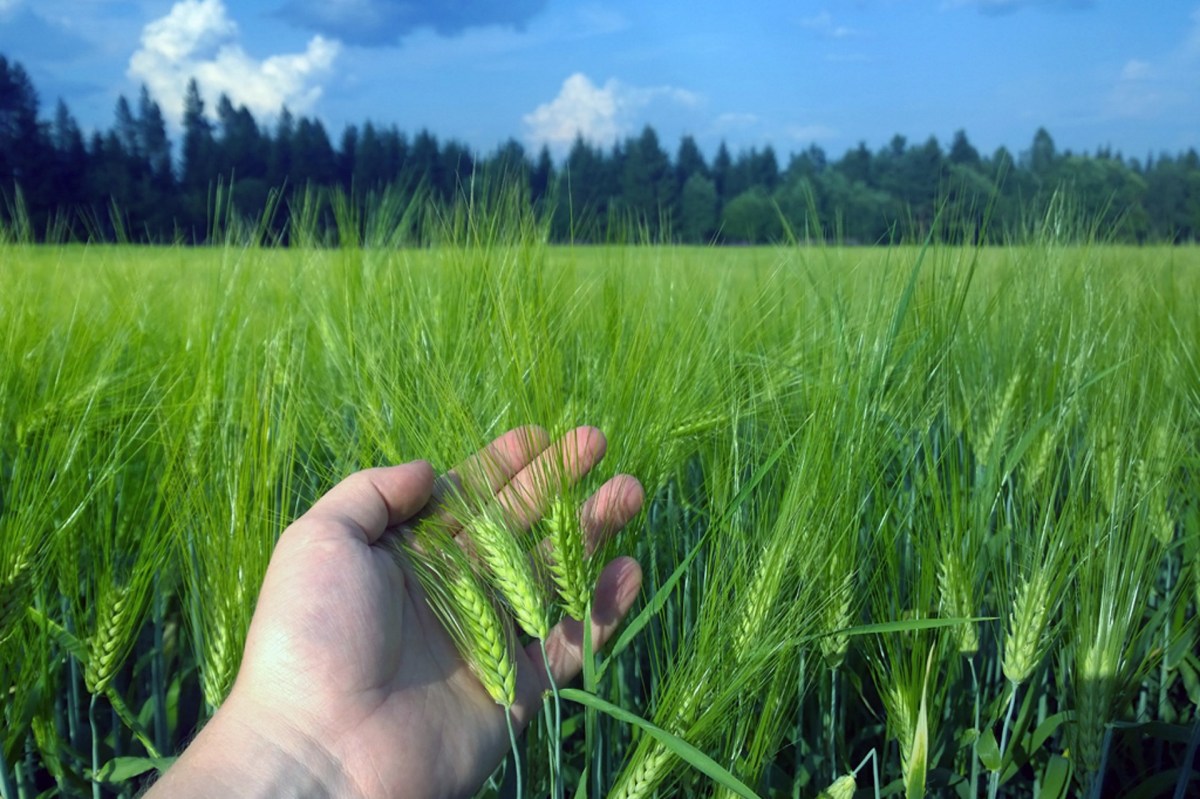 Ohrapeltoa Tikkasella 2014