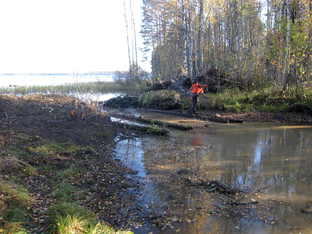 Kolkkujoen vanhan tammen purku