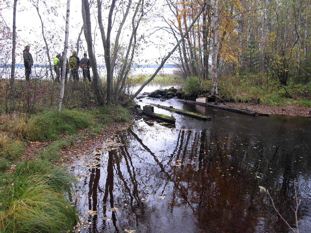 Kolkkujoen vanha tammi