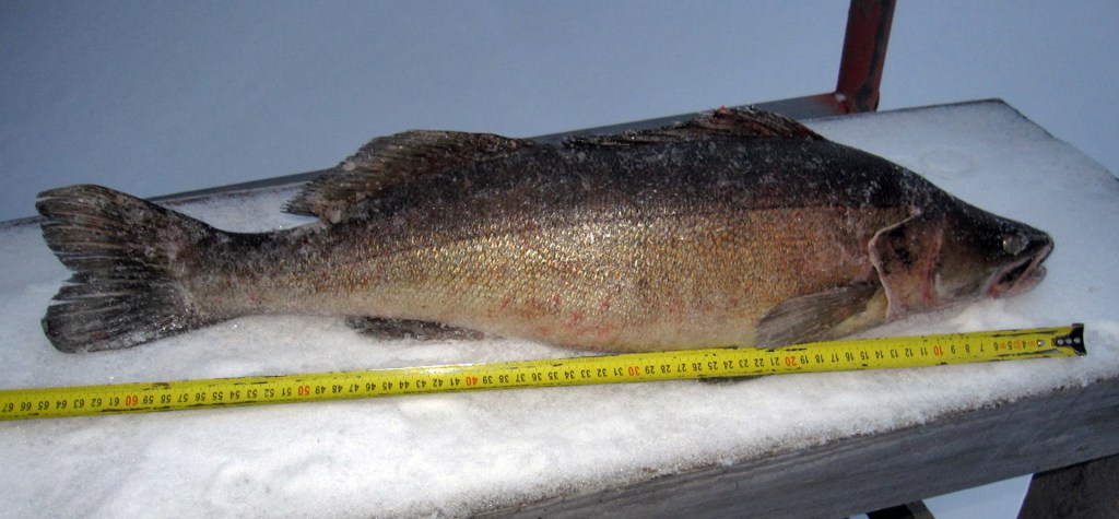 3,8kg / 65cm kuha Kolkkujärvestä