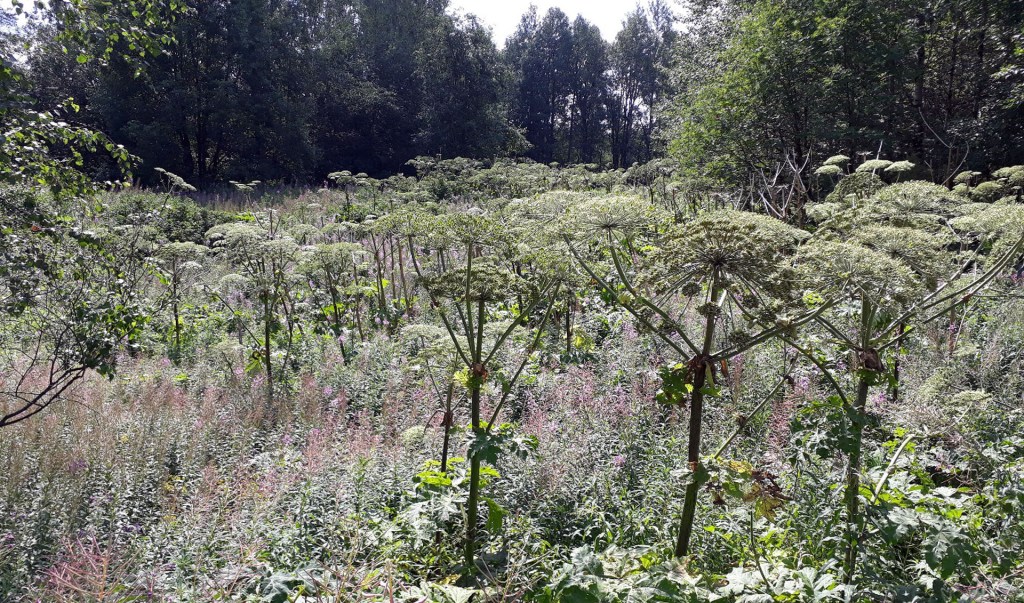 Jättiläisukonputkia Siiranmäellä